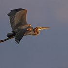 purple heron without warning!