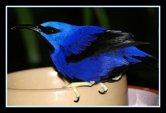 Purple Honeycreeper