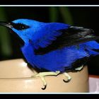 Purple Honeycreeper