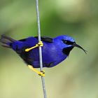 Purple Honeycreeper