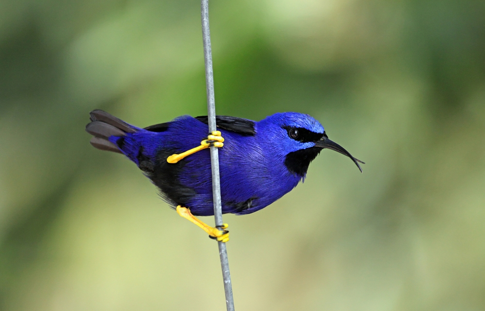 Purple Honeycreeper