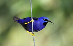 Purple Honeycreeper