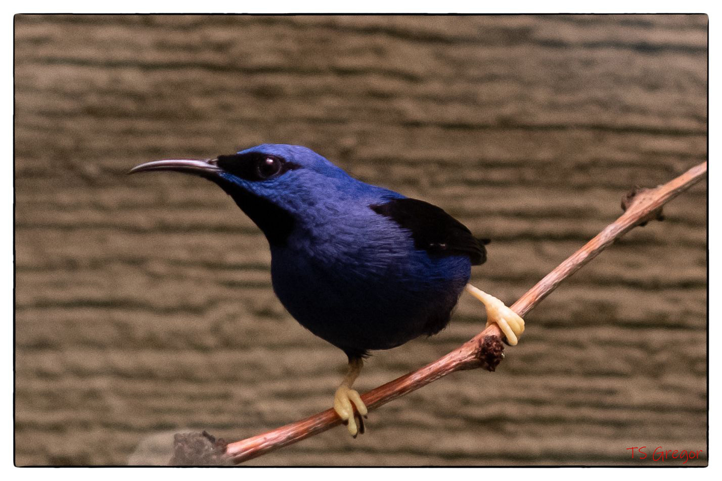 Purple Honeycreeper