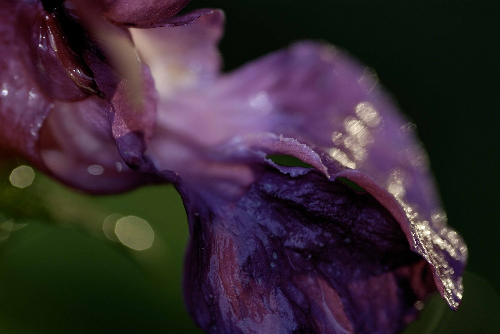 purple in the forest