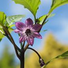 Purple Jalapeño Blüte