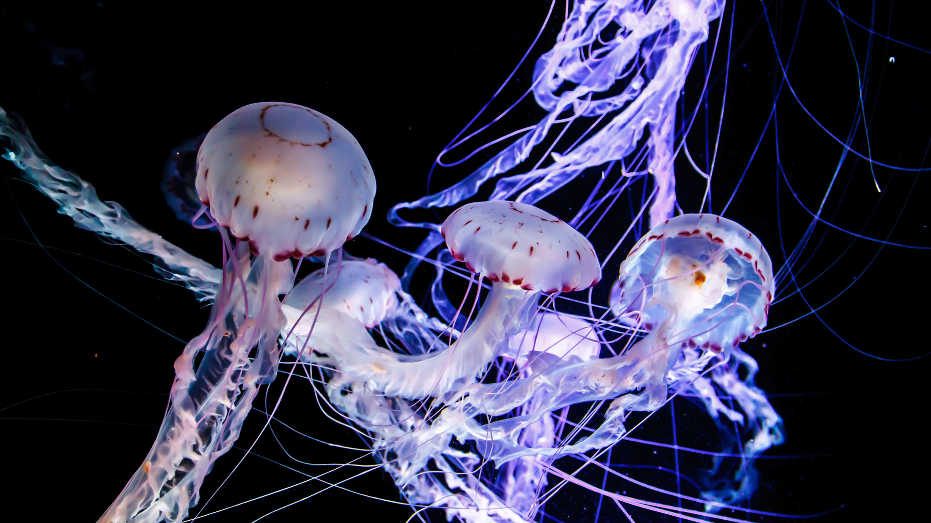 Purple Jellyfish Foto & Bild monatswettbewerbe natur, 08 quallen