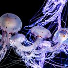 Purple Jellyfish