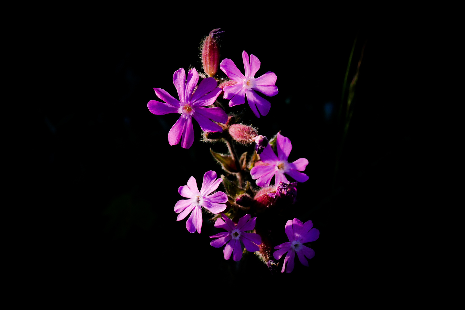 Purple lady