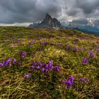 Purple Landscape  