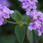 Purple Lantana