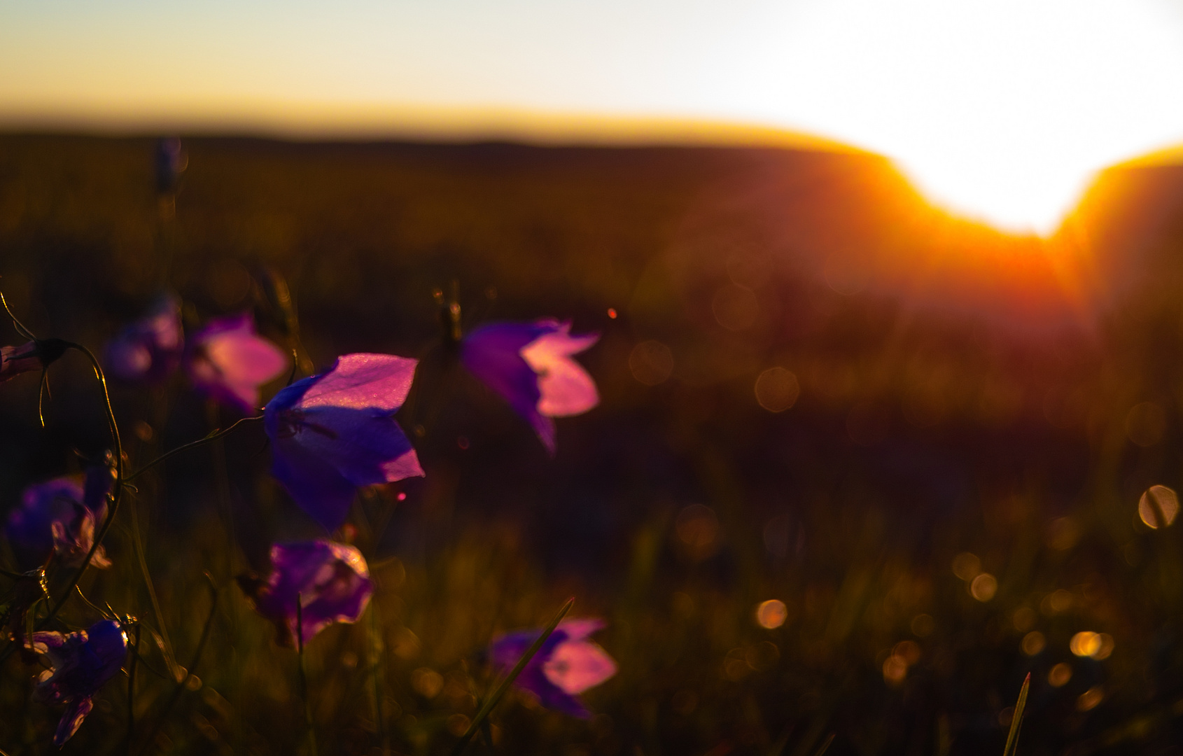 Purple light