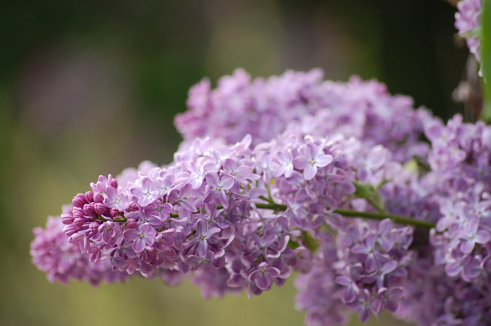 Purple lilac