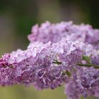 Purple lilac