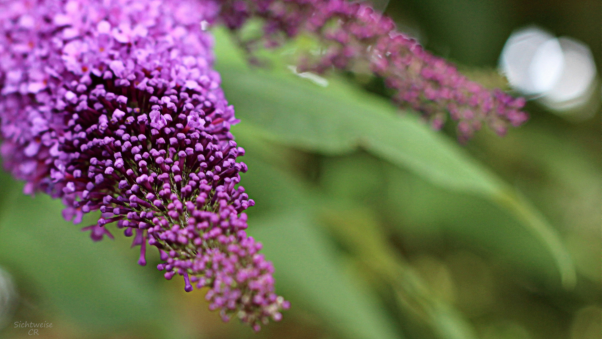 purple lilac