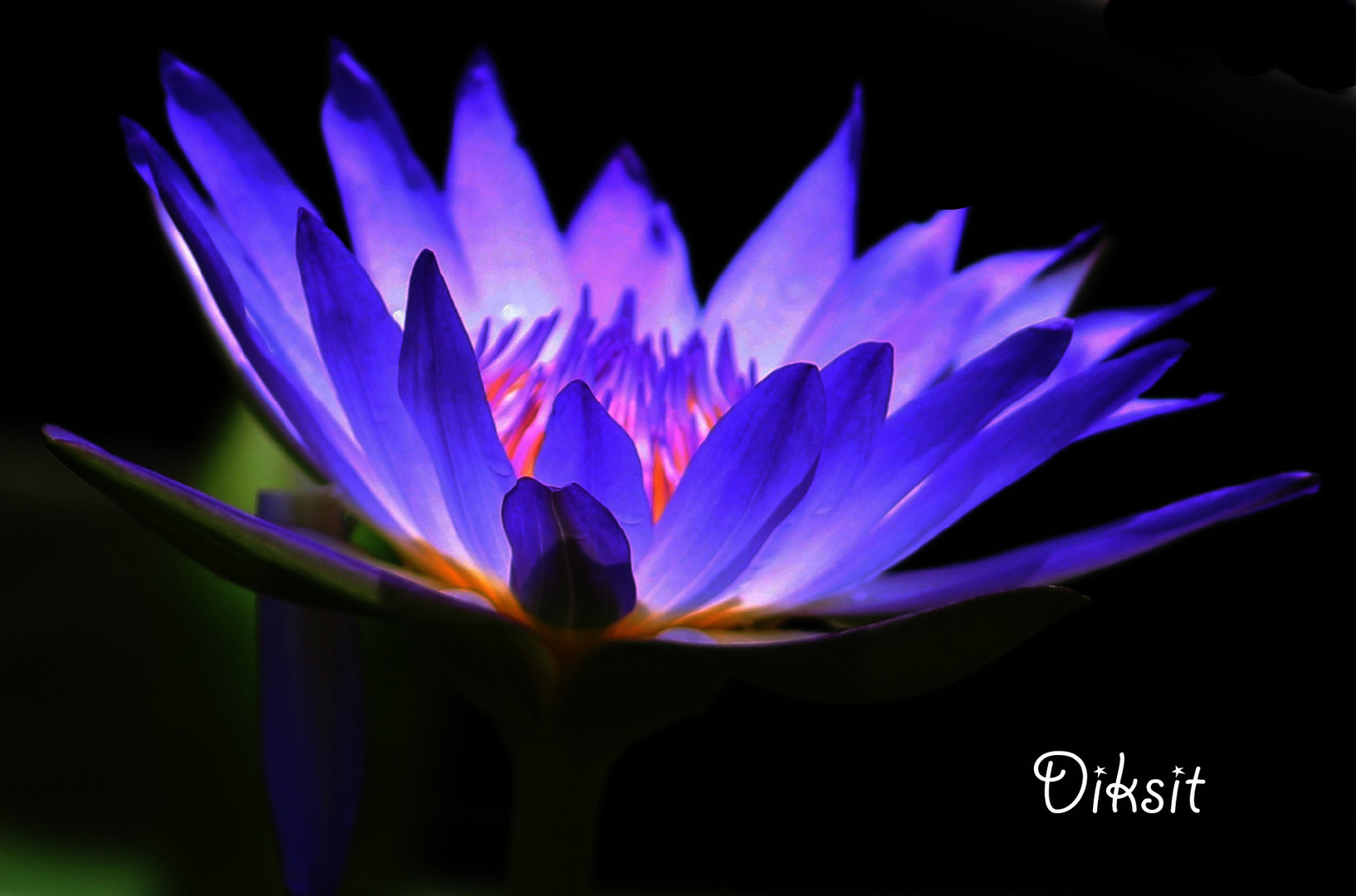 Purple Lily