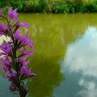 Purple-loosestrife