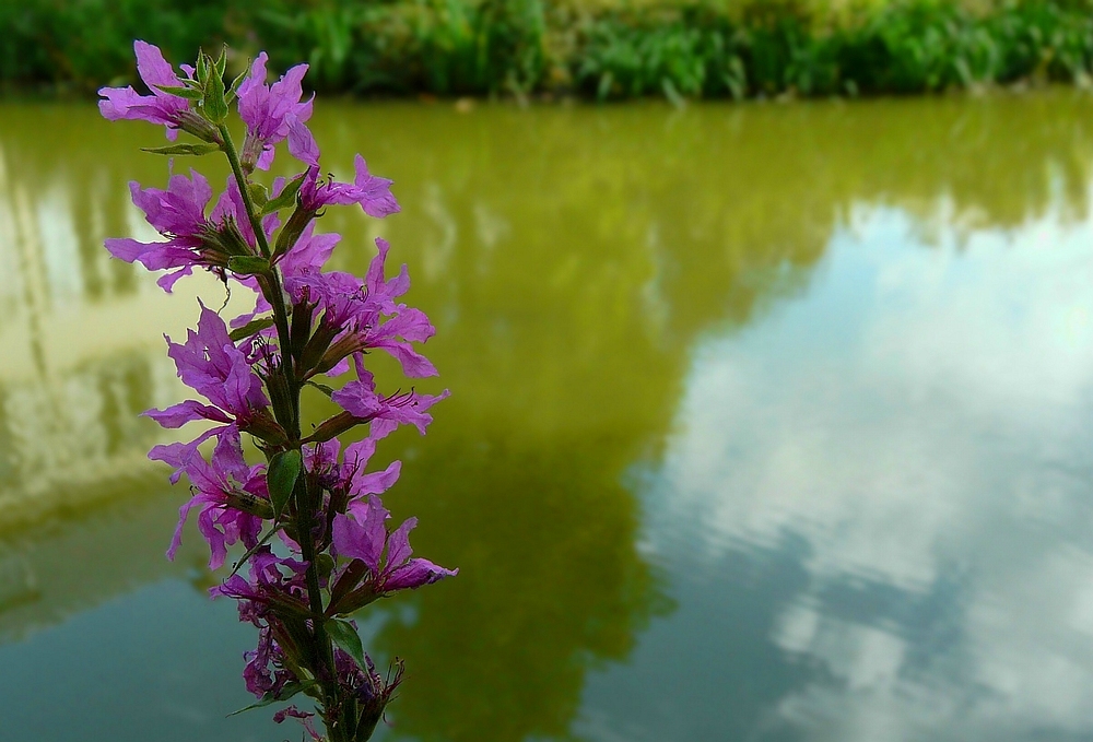 Purple-loosestrife