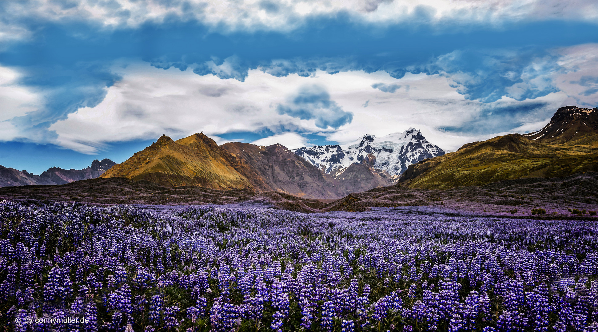 Purple Lupine Blóm