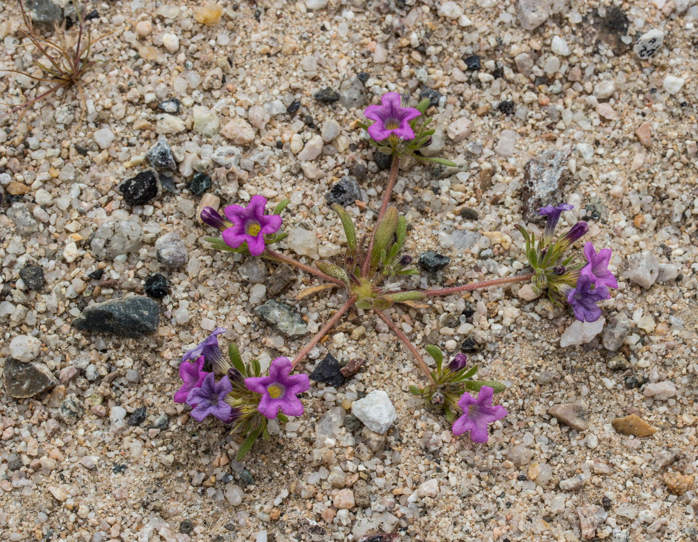 purple mat