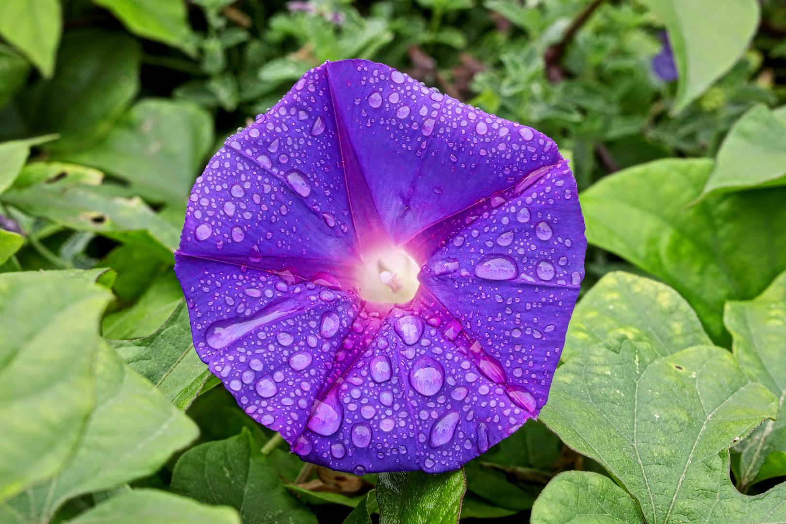 purple morning glory flower (Ipomoea purpurea) after rainfall in the night