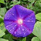 purple morning glory flower (Ipomoea purpurea) after rainfall in the night
