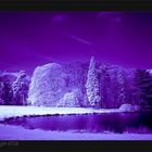 Purple Night 4758