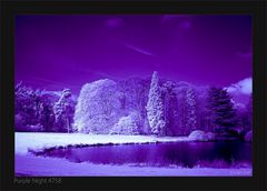 Purple Night 4758