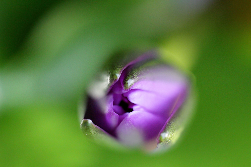 Purple Nymphaea