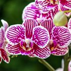 Purple Orchid