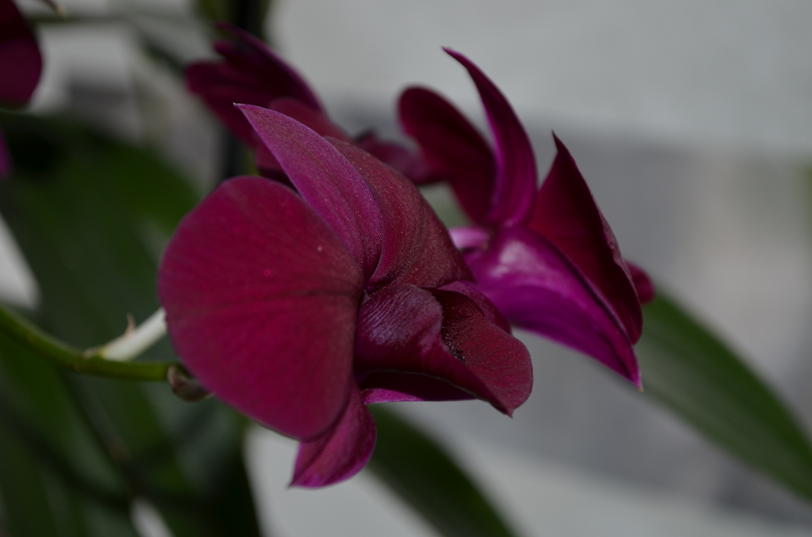 Purple Orchid