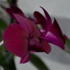 Purple Orchid