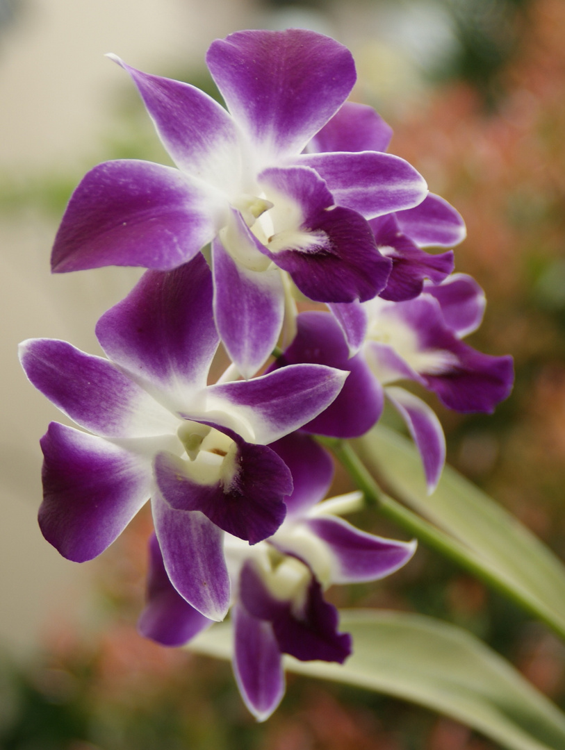 purple orchid