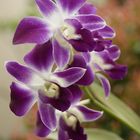 purple orchid