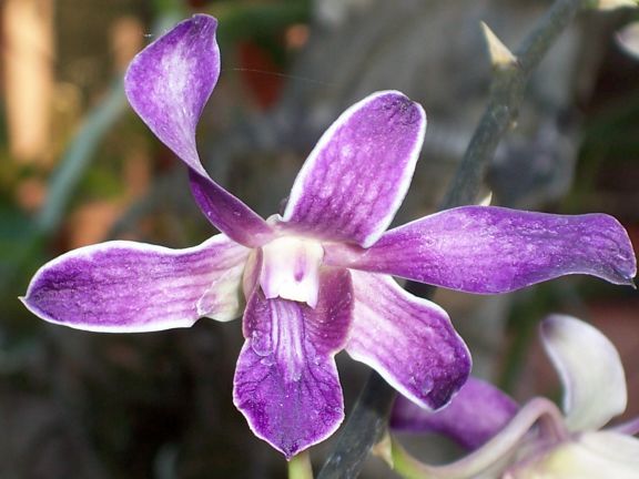 Purple Orchid, Flying