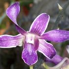 Purple Orchid, Flying