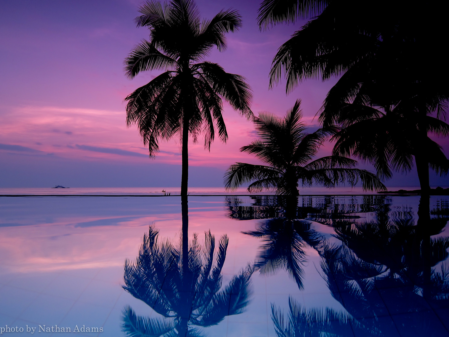 purple palms