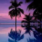 purple palms