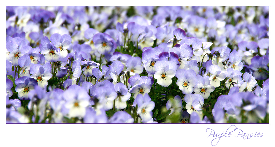 *Purple Pansies*