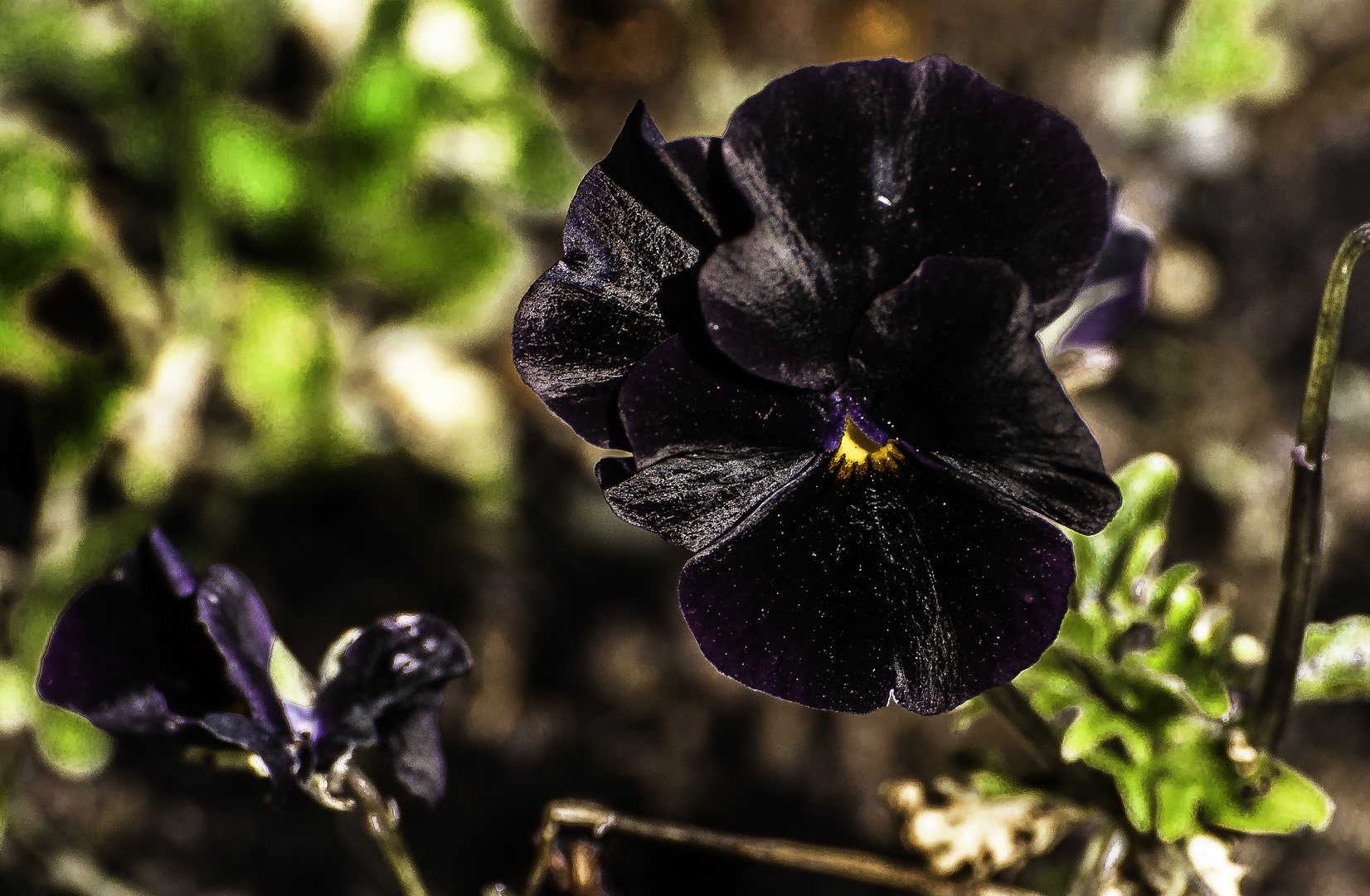 Purple Pansy 2024 2