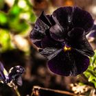 Purple Pansy 2024 2