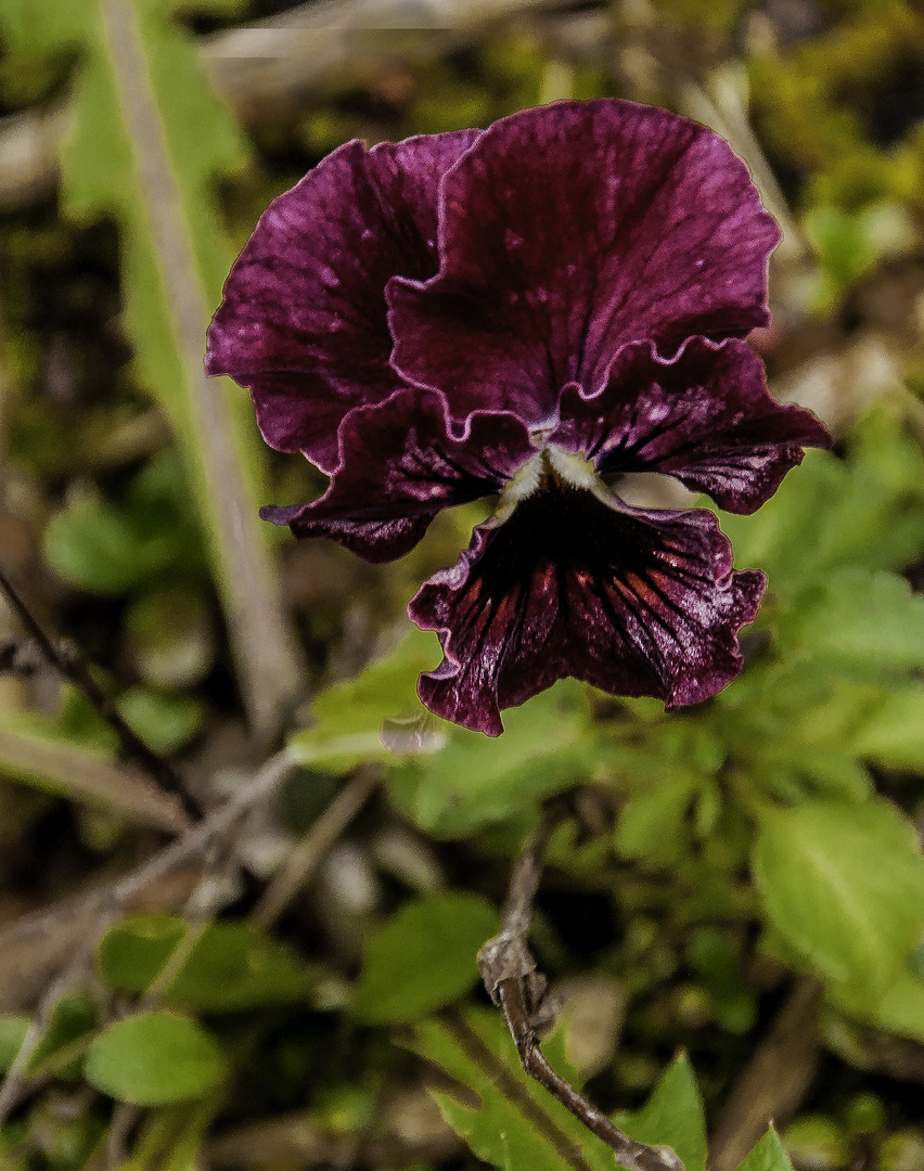 Purple Pansy 2024