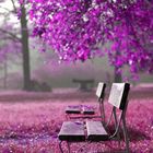 purple park