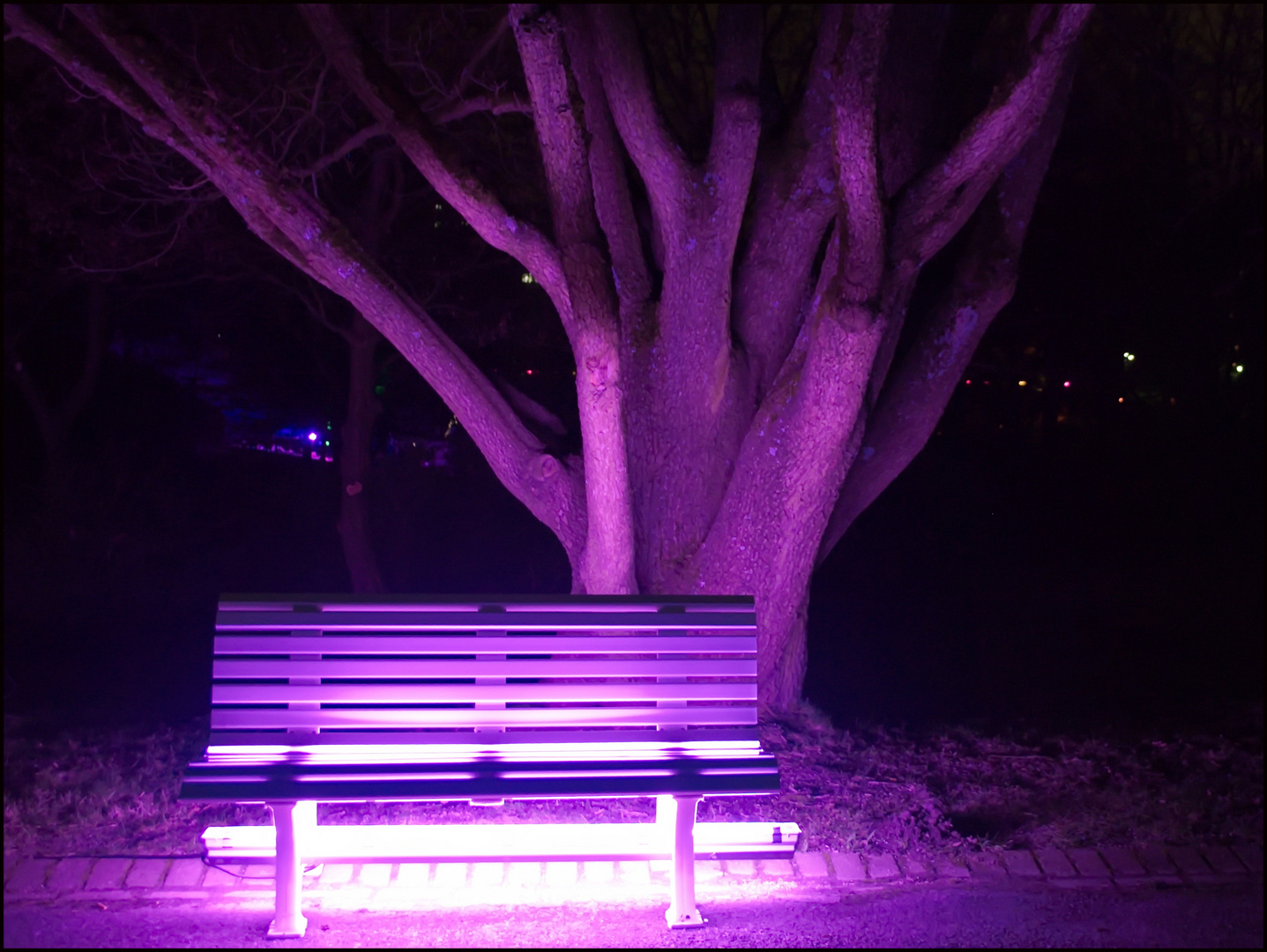 Purple Park Bench