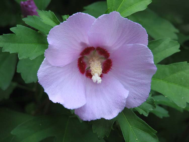 Purple Petals