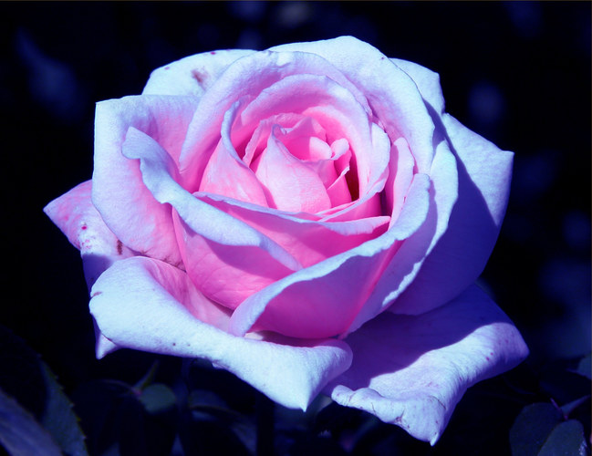 Purple Pink Rose