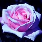 Purple Pink Rose