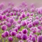 Purple Poppies