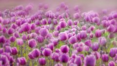 Purple Poppies