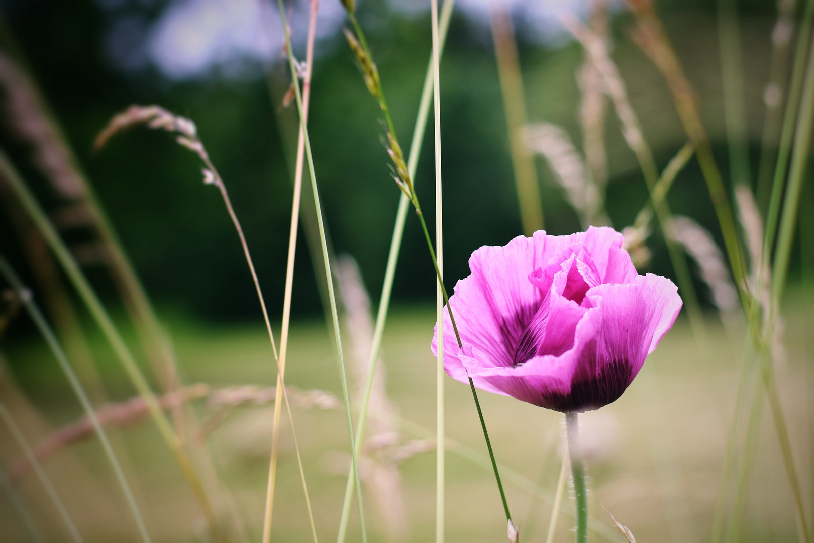 Purple Poppy