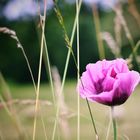 Purple Poppy